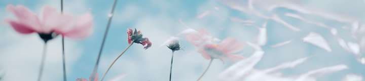lilymariemfc banner