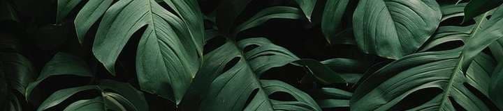 lovingeli1 banner